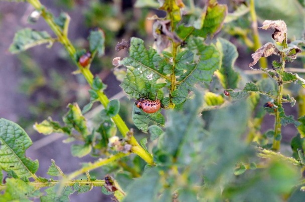 Οι προνύμφες των σκαθαριών του Κολοράντο τρώνε φύλλα νεαρής πατάτας - Φωτογραφία, εικόνα