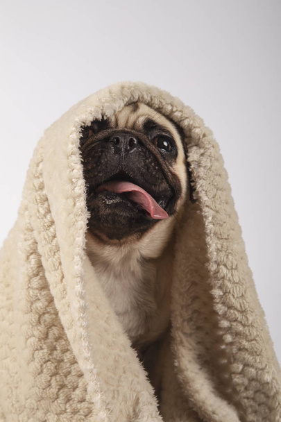 Mignon chiot race avec une couverture, sourire avec un visage drôle, concept de chien de race saine
 - Photo, image