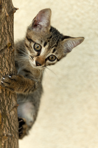 Climb cat - Photo, Image