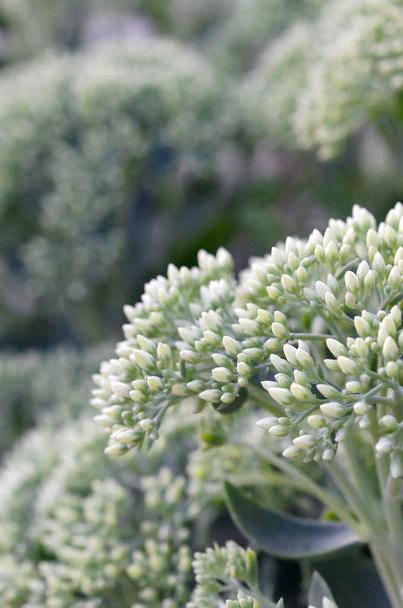 緑と花のヒロテレヒウムテレヒウム白い花の多く - 写真・画像