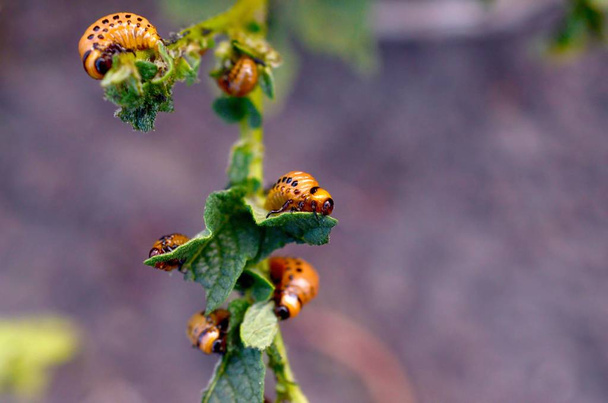 Οι προνύμφες των σκαθαριών του Κολοράντο τρώνε φύλλα νεαρής πατάτας - Φωτογραφία, εικόνα