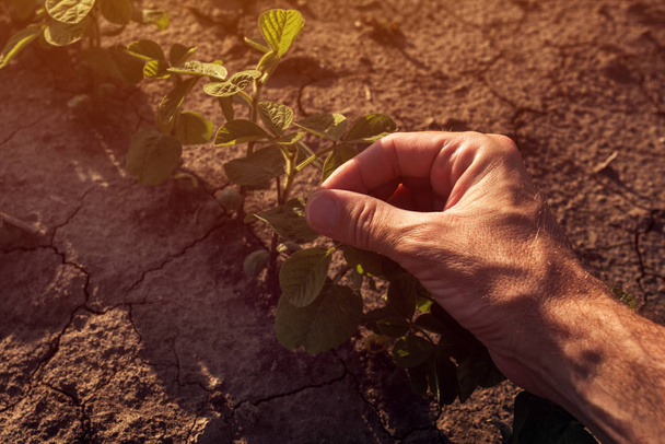 Farm worker controlling soybean plant growth - 写真・画像