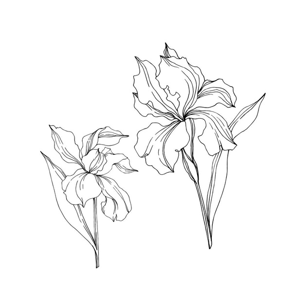 Vector Iris floral botanical flowers. Black and white engraved ink art. Isolated irises illustration element. - Vettoriali, immagini