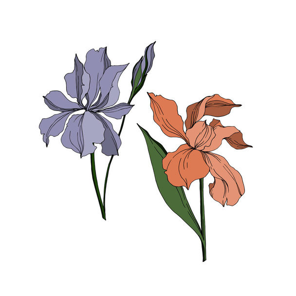 Vektori Iris kukka kasvitieteellinen kukkia. Musta ja valkoinen kaiverrettu muste taidetta. Eristetyt iirikset havainnollistava elementti
. - Vektori, kuva