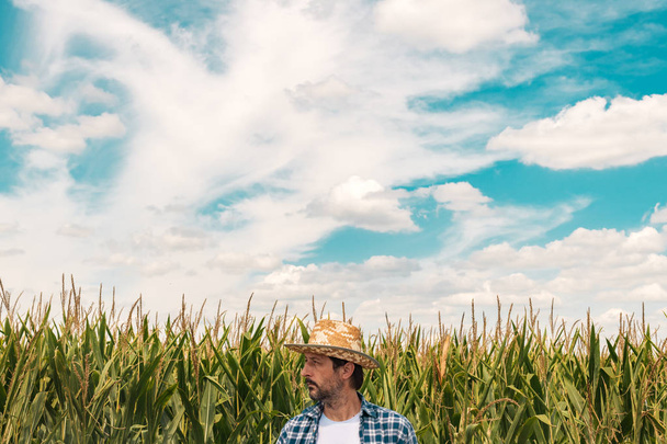 Corn farmer in cultivated maize field - Foto, Imagen