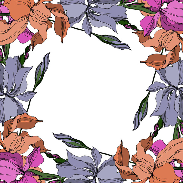 Fiori botanici floreali del vettore Iris. Inchiostro inciso in bianco e nero art. Quadrato ornamento bordo cornice
. - Vettoriali, immagini