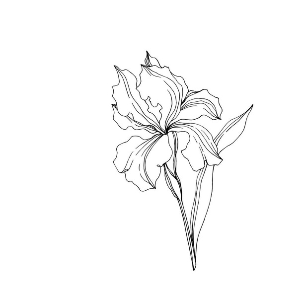 Vector Iris floral botanical flowers. Black and white engraved ink art. Isolated irises illustration element. - Vettoriali, immagini