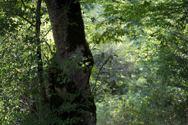 Αφήνει κλαδιά πράσινο και κίτρινο χρώμα όμορφο φόντο. Καλοκαιρινό δάσος. Φύση του Αζερμπαϊτζάν κοντινό. - Φωτογραφία, εικόνα