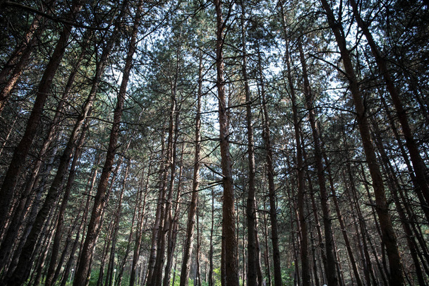 Çam Ağacı'nın Kabuğu yakın. Yaz aylarında güzel çam ormanı. - Fotoğraf, Görsel