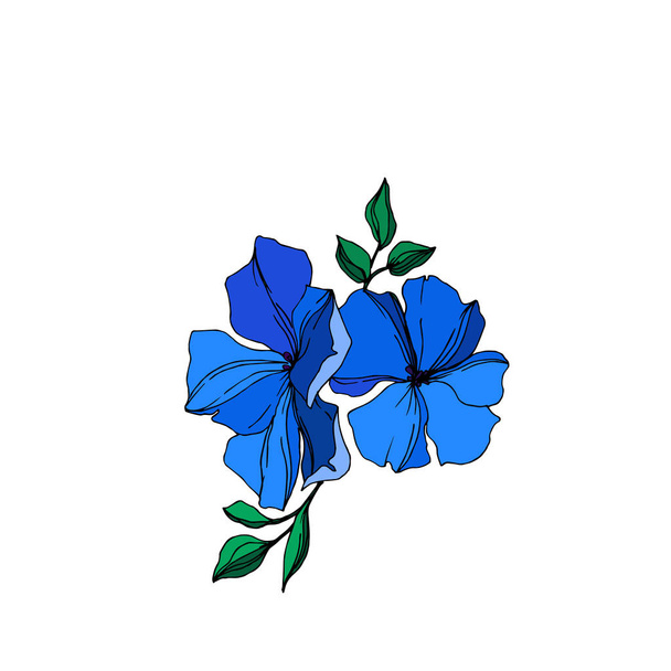 Вектор льону квіткові ботанічні квіти. Синьо-зелене вигравіруване чорнило. Ізольований елемент ілюстрації льону
. - Вектор, зображення