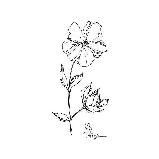 Vector Flax floral botanical flowers. Black and white engraved ink art. Isolated flax illustration element. - Вектор,изображение