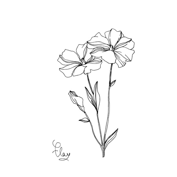 Vector Flax floral botanical flowers. Black and white engraved ink art. Isolated flax illustration element. - Vektor, Bild