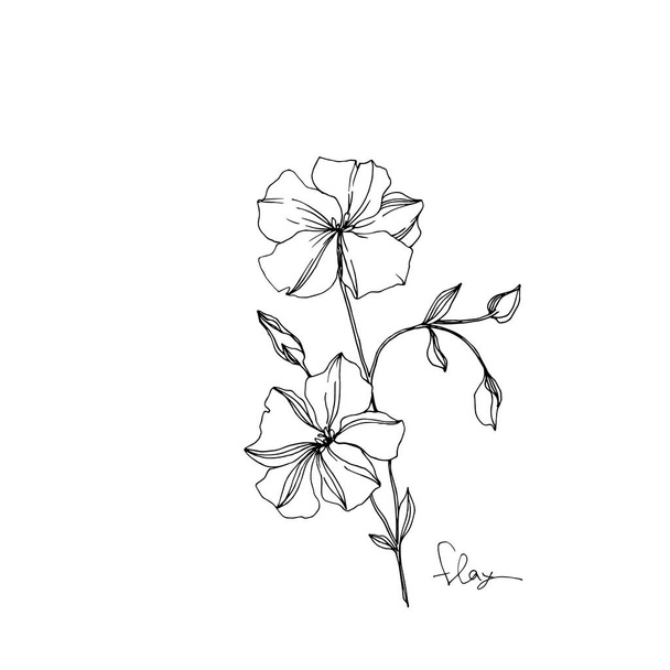Vector Flax floral botanical flowers. Black and white engraved ink art. Isolated flax illustration element. - Vector, afbeelding