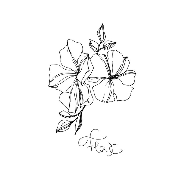 Vector Flax kwiatowy kwiatów botanicznych. Czarno-biała grawerowana sztuka atramentu. Izolowane lnu ilustracji element. - Wektor, obraz