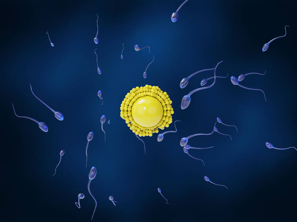 Esperma aproximando ovo em um fundo azul escuro
 - Foto, Imagem