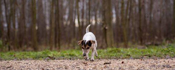 Jack Russell Terrier Cute dog is following a trail - Photo, Image