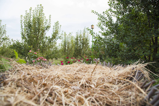 Witte ooievaar in het nest. Vogels kijken. Ooievaars vogel naast het nest in het nest. Het lege nest wacht op het komen van de ooievaars. Groen park, Shaki Azerbeidzjan. September 19, 2018 - Foto, afbeelding