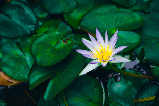 Water lilies Nymphaea beautiful flowers blooming in pond , dark moody stilization - Фото, изображение