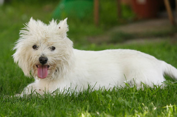 Westie Terrier na łące trawiastej - Zdjęcie, obraz