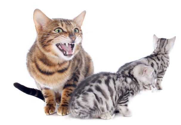 Bengalen kitten en moeder - Foto, afbeelding