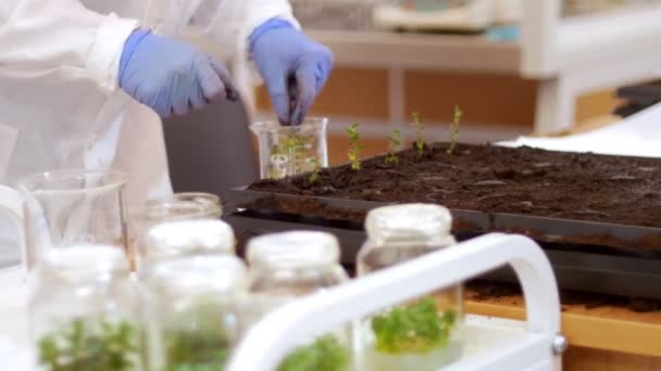 Biotechnologia i inżynieria genetyczna-praca pakuje małe rośliny w specjalnych komórkach z ziemią - Materiał filmowy, wideo