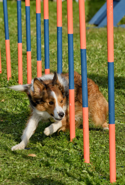 Képzési kutyák mozgékonyságot és sebességet. - Fotó, kép