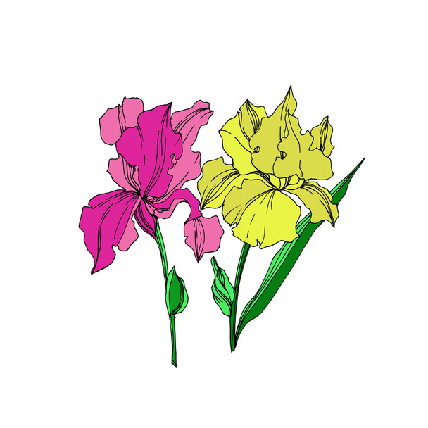 Vector Iris floral botanical flowers. Black and white engraved ink art. Isolated irises illustration element. - Vektor, Bild