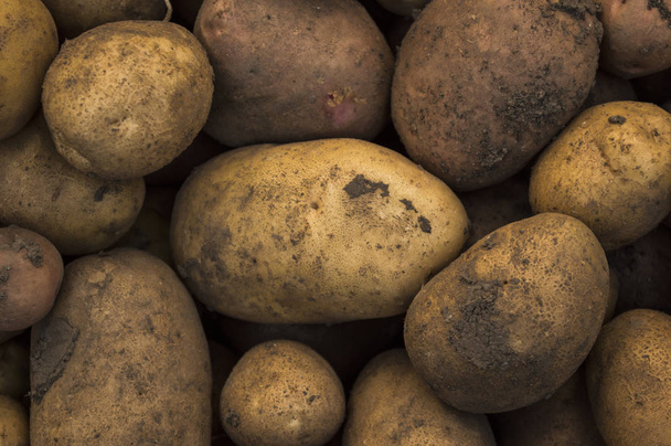 fresh organic potatoes in the field,  closeup - Фото, изображение