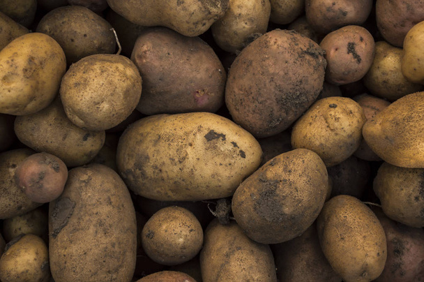 patatas orgánicas frescas en el campo, primer plano
 - Foto, imagen