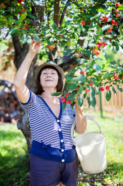 woman whith apples - Zdjęcie, obraz