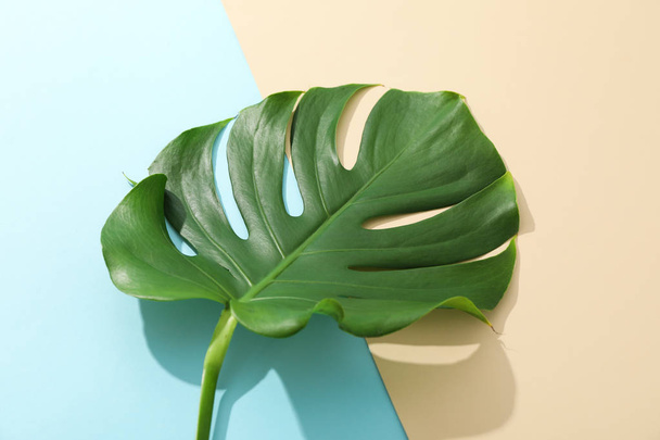 Green monstera on two tone background, space for text - Zdjęcie, obraz