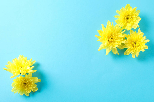 Yellow chrysanthemums on blue background, space for text - Zdjęcie, obraz