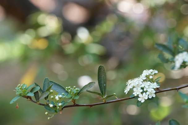 close-up shot of beautiful blossoming flowers - Foto, Bild