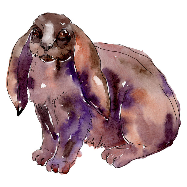 Conejo animal de granja aislado. Conjunto de ilustración de fondo acuarela. Elemento de ilustración de conejo aislado
. - Foto, Imagen