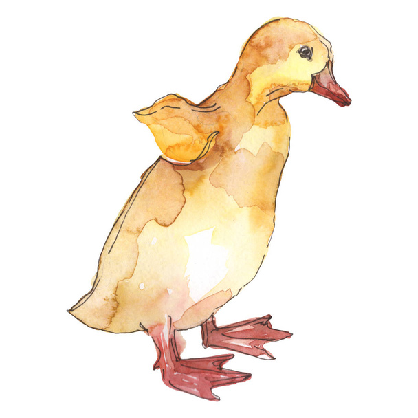 Duckling farm animal isolated. Watercolor background illustration set. Isolated duck illustration element. - Fotó, kép