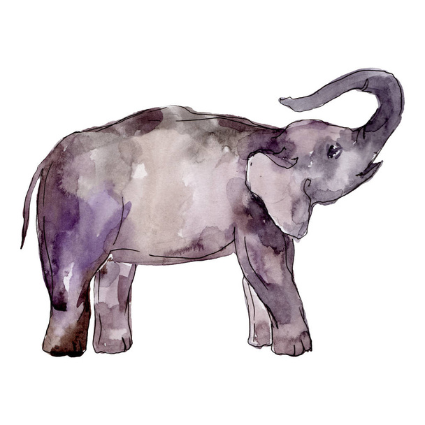 Olifant exotische dier geïsoleerd. Aquarel achtergrond illustratie instellen. Geïsoleerde olifant illustratie element. - Foto, afbeelding