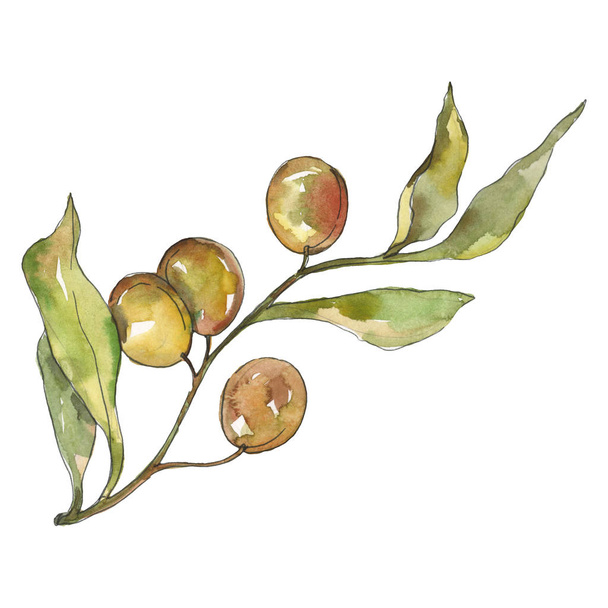 Rama de olivo con fruta verde. Conjunto de ilustración de fondo acuarela. Elemento ilustrativo de aceitunas aisladas
. - Foto, Imagen