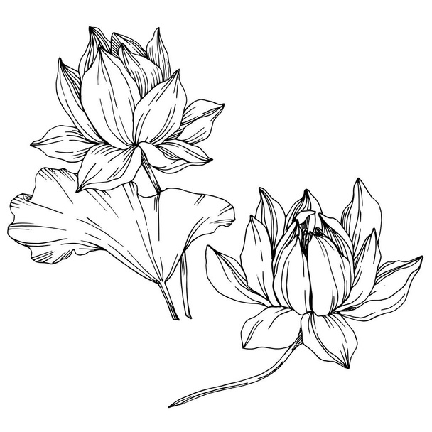 Векторные цветковые ботанические цветы лотоса. Черно-белый рисунок чернил. Изолированный элемент иллюстрации лотоса
. - Вектор,изображение