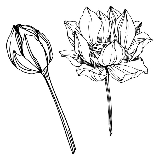 Vector Lotus flores botânicas florais. Tinta gravada a preto e branco. Elemento de ilustração de lótus isolado
. - Vetor, Imagem