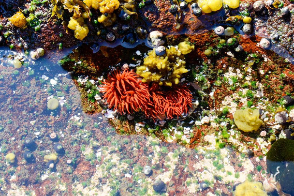 Anémone de mer orange (Phymanthea pluvia) sur la côte d'Antofagasta, Chili
. - Photo, image