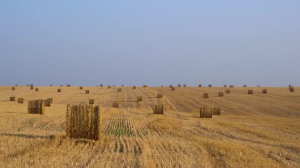 Gran cantidad de heno cosechado en fardos en un campo agrícola Vista panorámica 4K
 - Metraje, vídeo