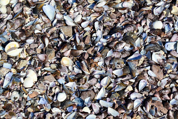 Conchiglie di animali marini rotte nella spiaggia di Antofagasta, Cile
 - Foto, immagini