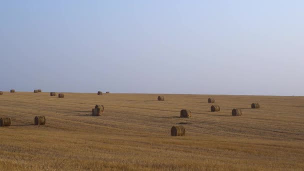 Spacer po wiejskim polu pszenicy, na tle dużej ilości siana walcowane w bele - Materiał filmowy, wideo