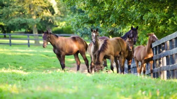paarden op de boerderij - Video