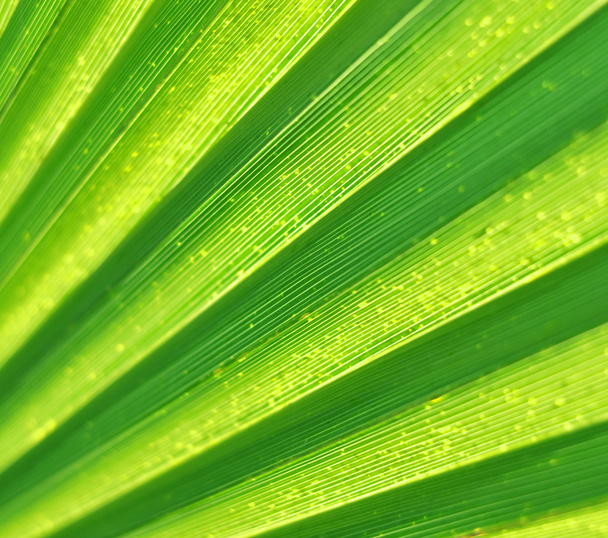 Abstract of palm leaf texture - Foto, Imagem