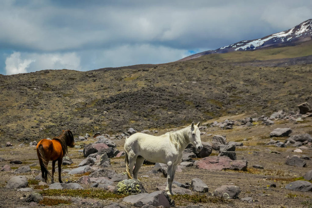 Wild horses in the Andes Mountains, wandering and grazing on fresh green field freely in the morning. - Фото, зображення
