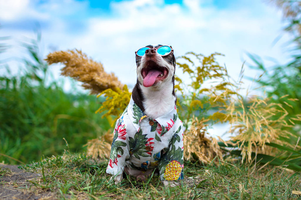 Letnie zdjęcie w pełnym Chihuahua z okularami i koszulą z ananasów - Zdjęcie, obraz