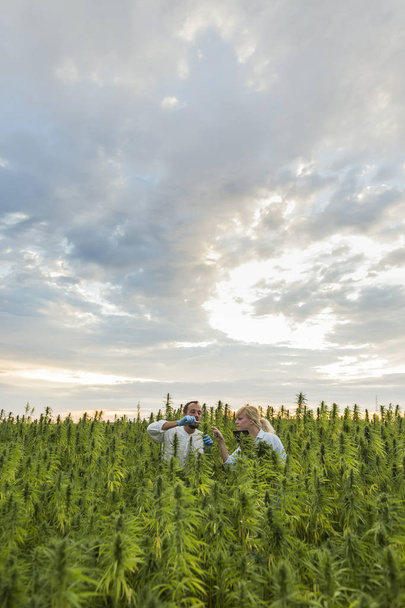 Due persone che osservano le piante di canapa CBD sul campo di marijuana e scritto
 - Foto, immagini