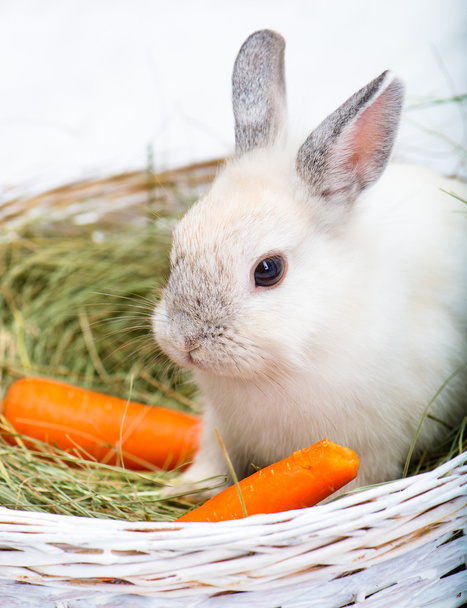 rabbit with carrot - Foto, afbeelding