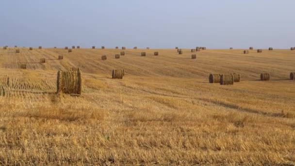 Grande campo agrícola. Grande quantidade de feno colhido, enrolados em fardos. 4K
 - Filmagem, Vídeo